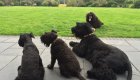 dog daycare Cobham Esher Oxshott Surrey
