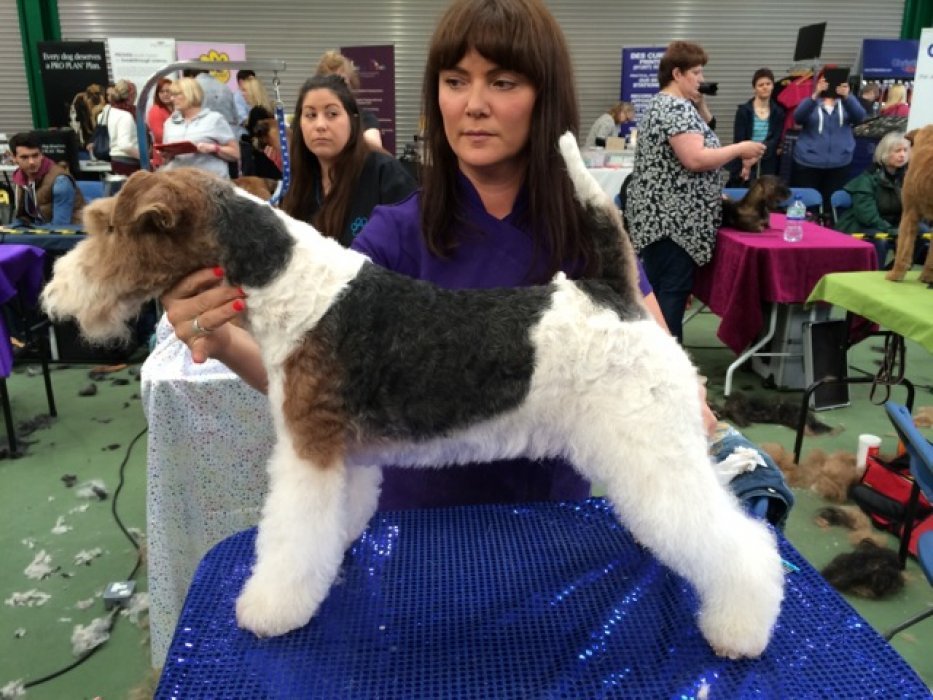 Amanda, qualified dog groomer, Cobham, Surrey