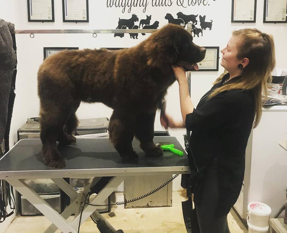 professional dog grooming salon Surrey