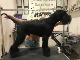 dog grooming photo gallery, Surrey